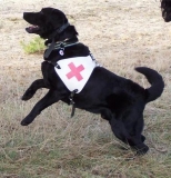 Medzinárodné sústredenie záchranárskych psov v Malackách 
