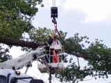 Technický zásah - spílenie stromu vo Veľkom Mederi