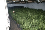 Policajti odhalili marihuanovú plantáž